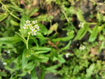 荠菜花