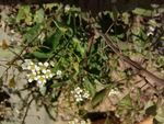 荠菜花