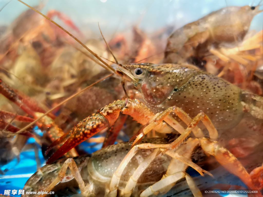 龙虾的品种和图片介绍,龙虾品种大全,澳龙与红龙图片_大山谷图库