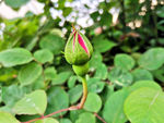 月季花