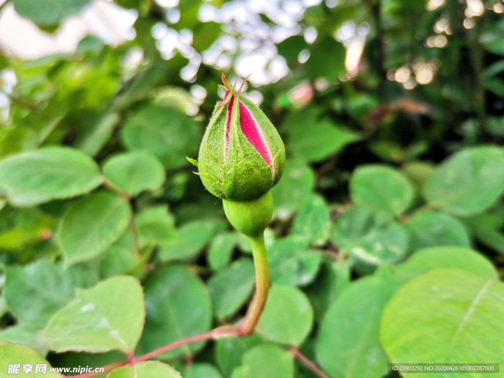 月季花