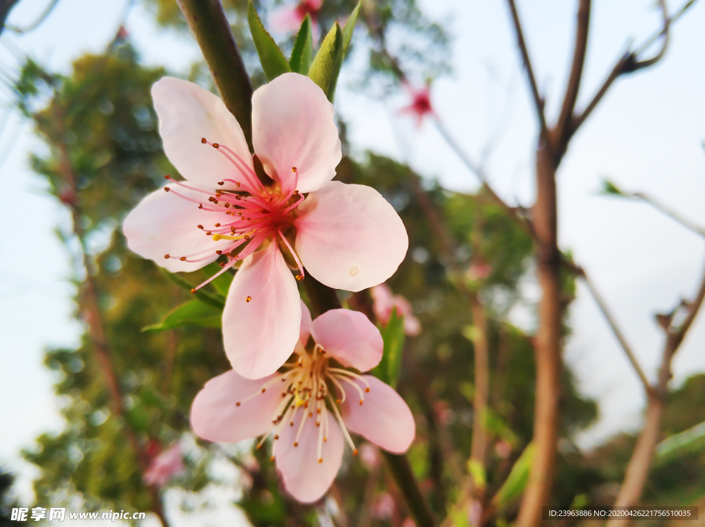 桃花 桃花特写