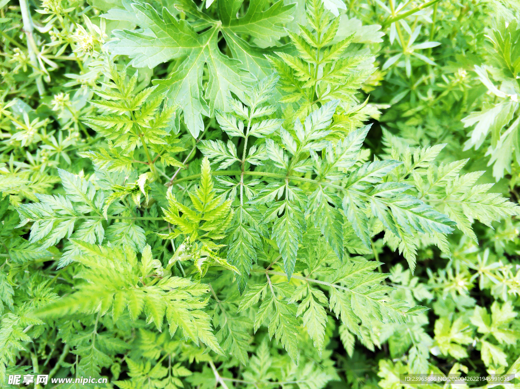 艾草