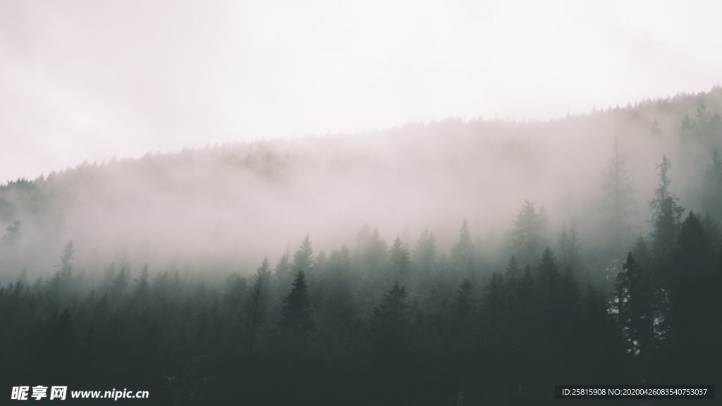 雾气弥漫的山林图片