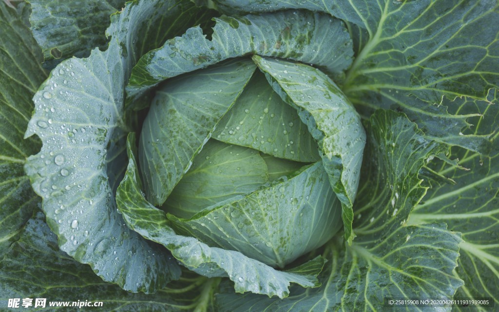生鲜蔬菜背景图片