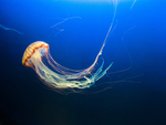 水母海蜇蓝色梦幻图片