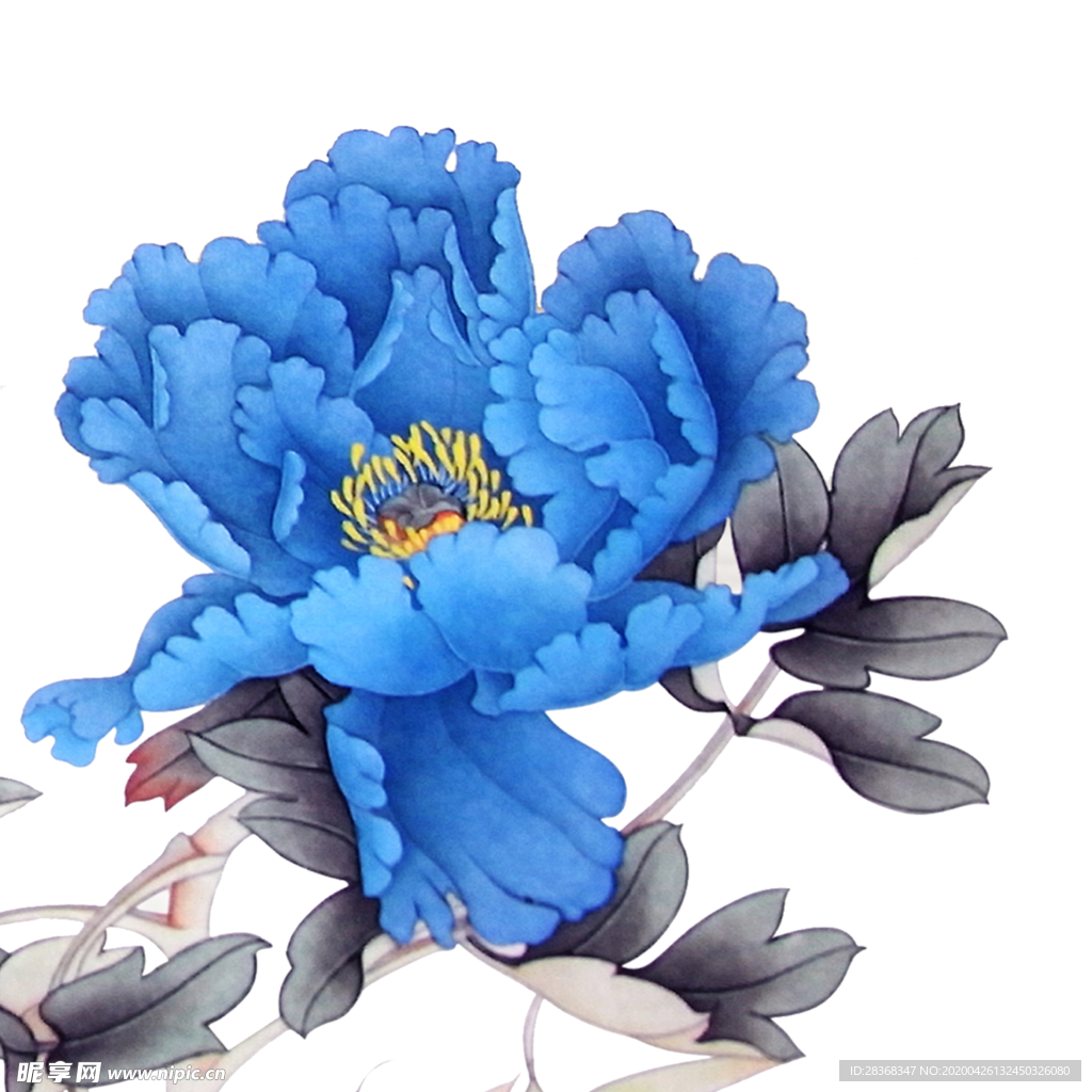 牡丹花