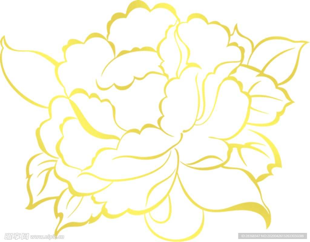 牡丹花