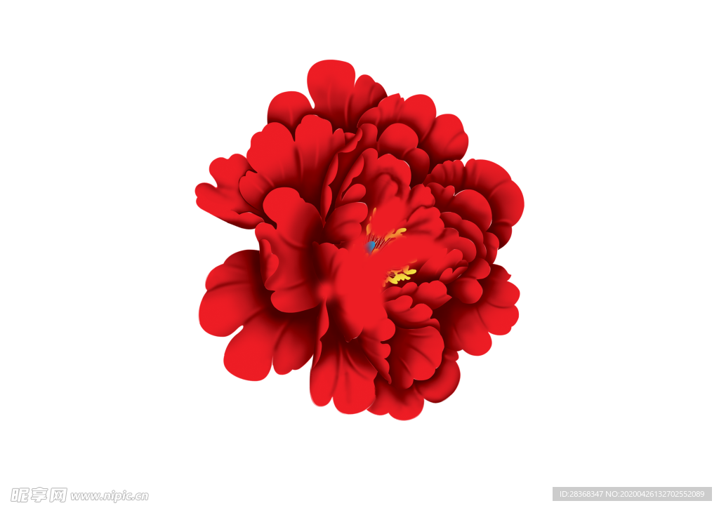 牡丹花