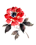 牡丹花