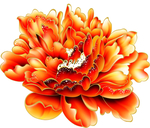 牡丹花