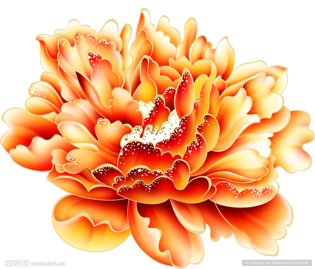 牡丹花