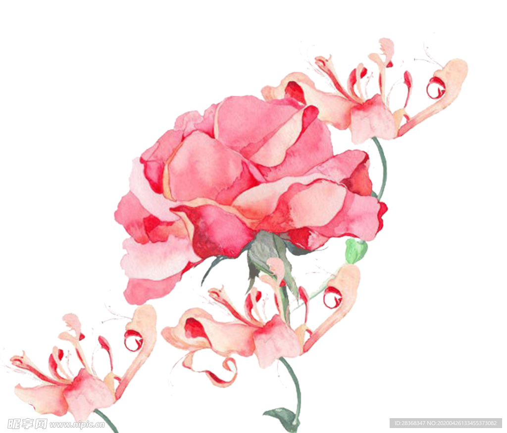 牡丹花