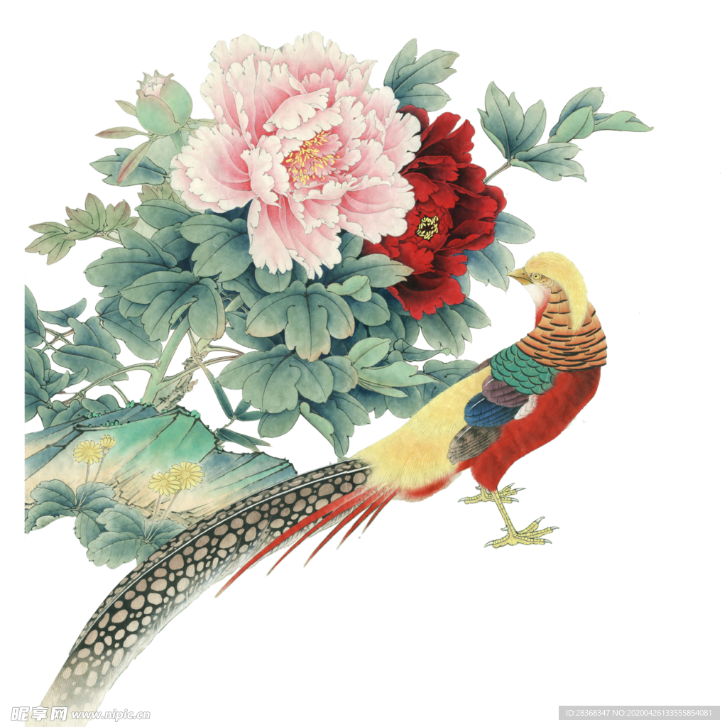 牡丹花