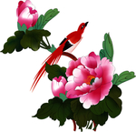 牡丹花