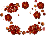 牡丹花