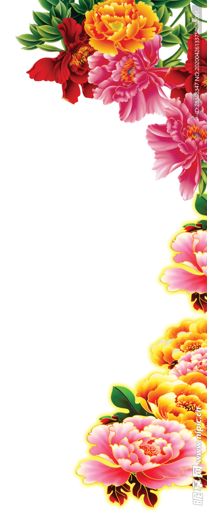 牡丹花