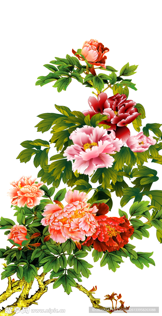 牡丹花