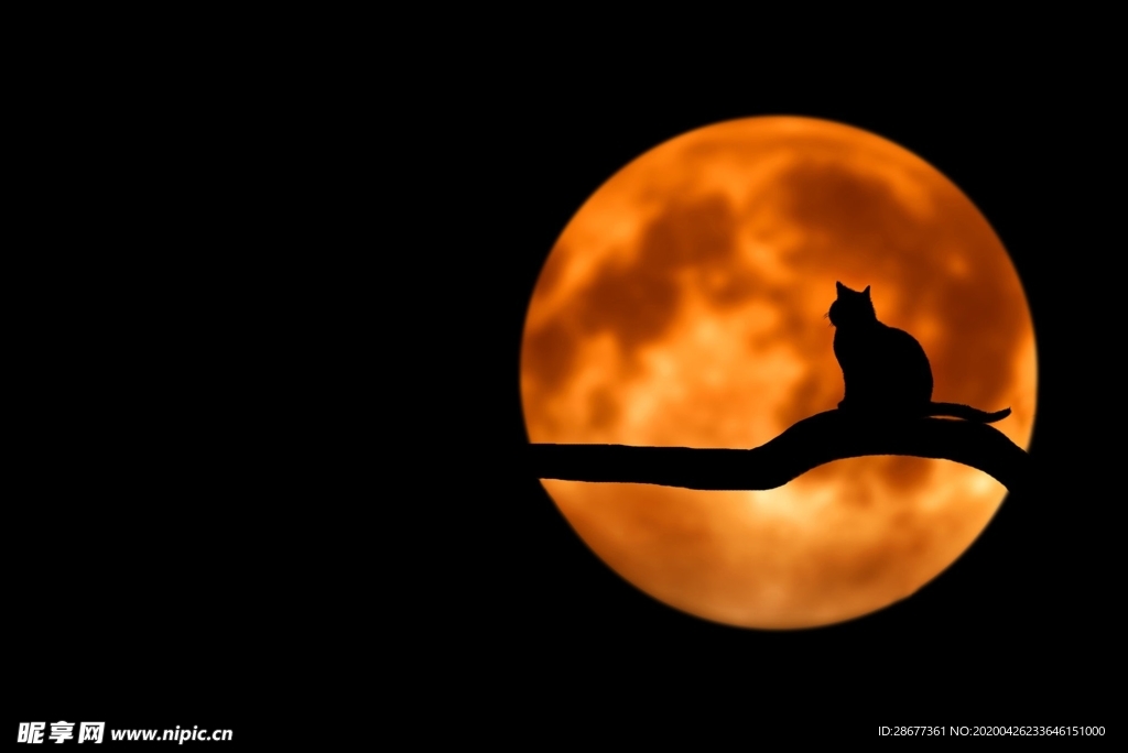 月亮和猫 夜晚