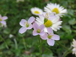 粉红色鲜花