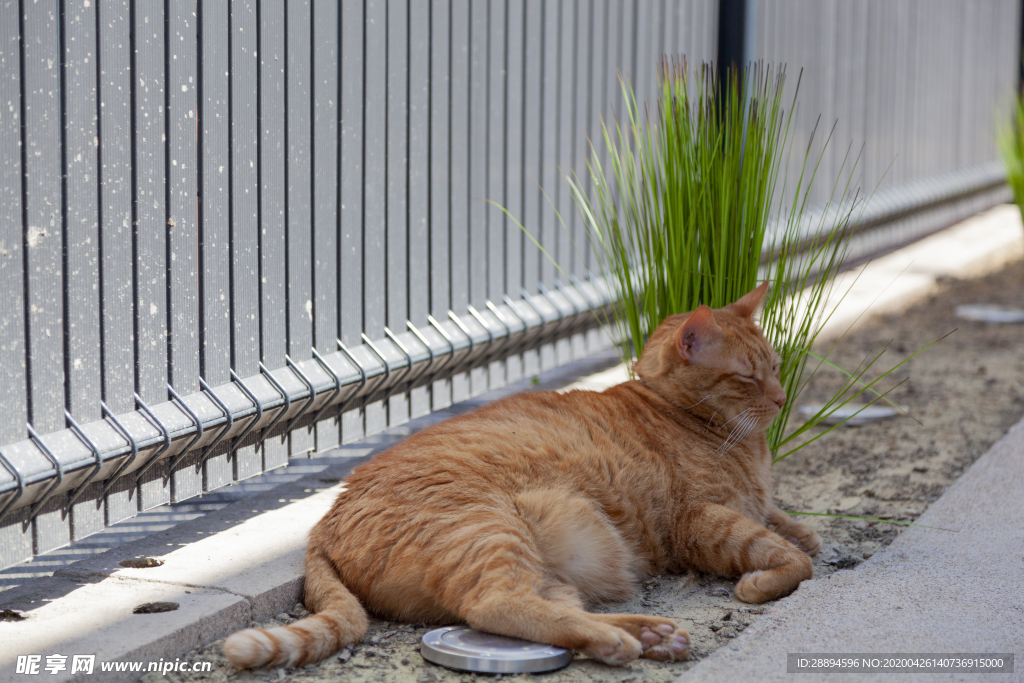 猫