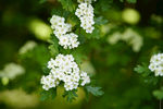 山楂花