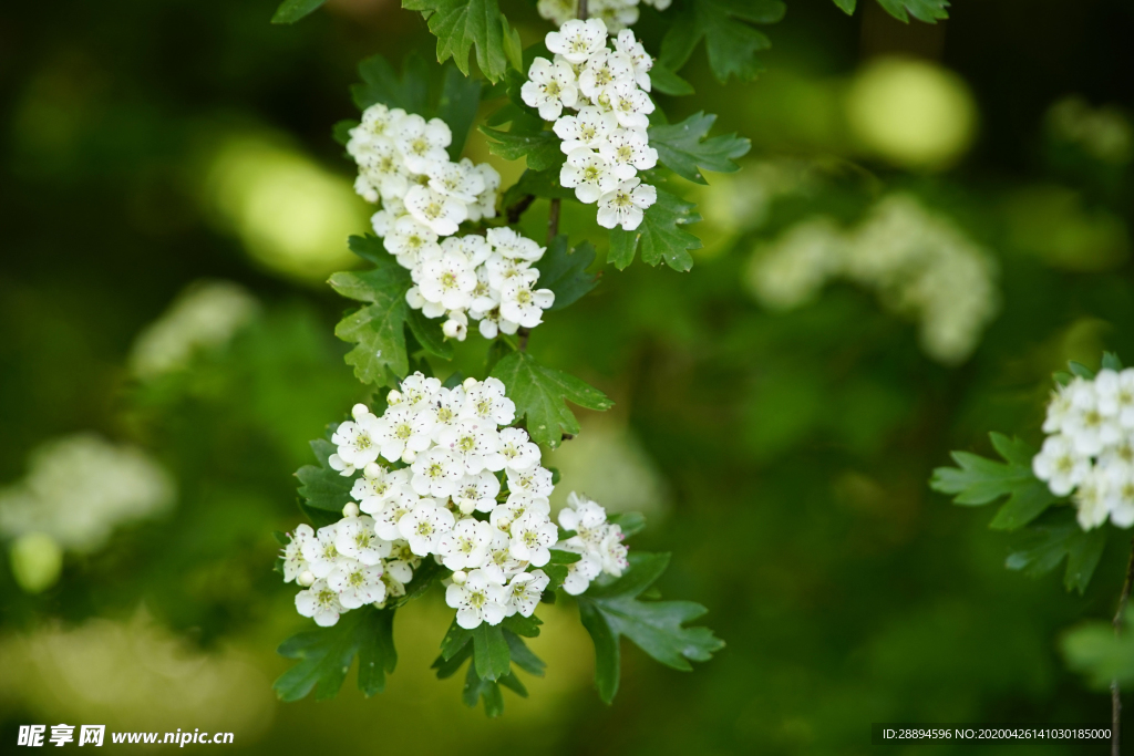 山楂花