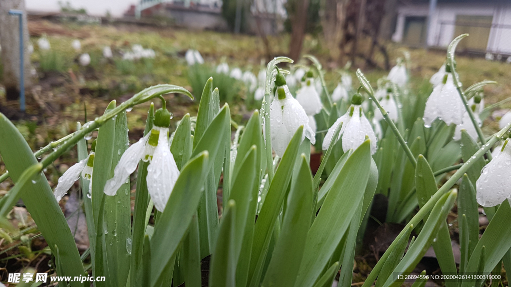 雪莲花