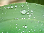 叶子上的雨滴