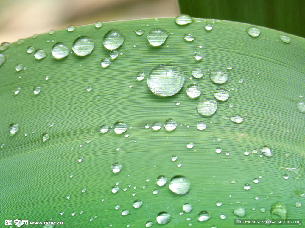 叶子上的雨滴