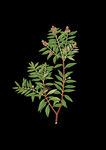 植物手绘