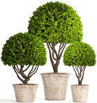 盆栽植物