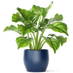 盆栽植物