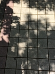树荫