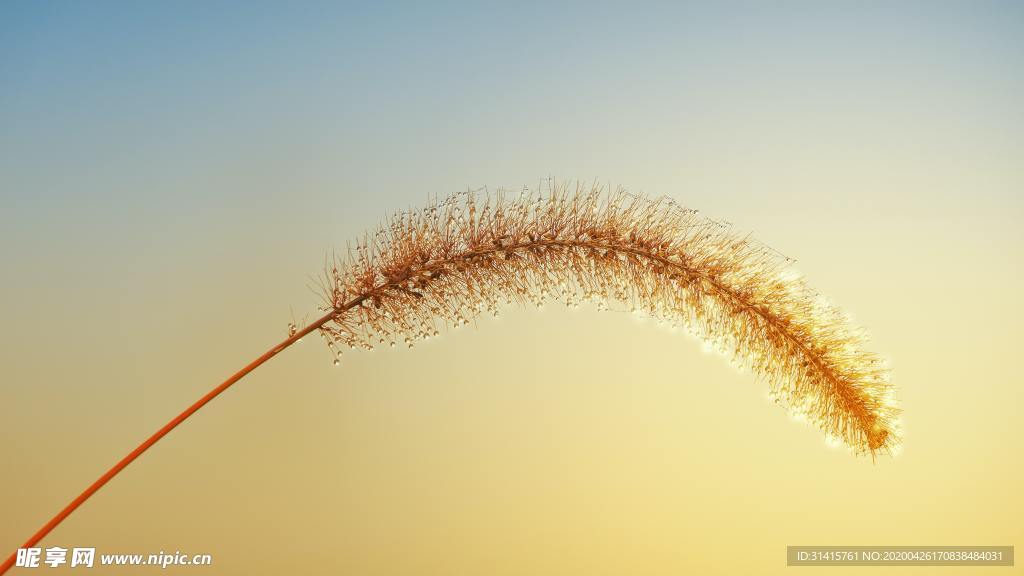 狗尾巴草