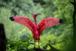 美洲红鹮 鸟