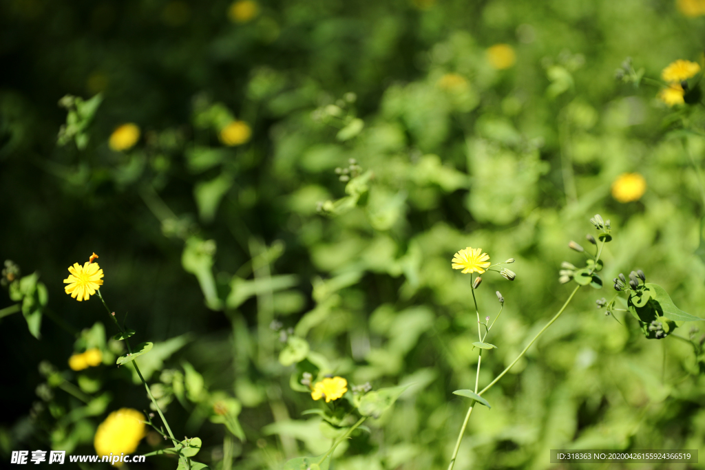 小黄花