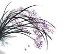 兰花