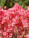 杜鹃花