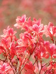 杜鹃花