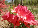 杜鹃花