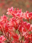 杜鹃花