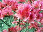 杜鹃花