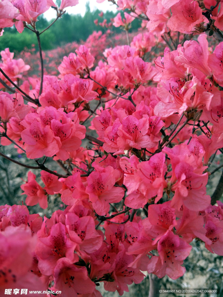 杜鹃花