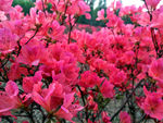 杜鹃花