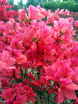 杜鹃花