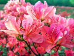 杜鹃花