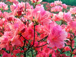杜鹃花