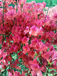 杜鹃花