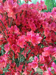 杜鹃花